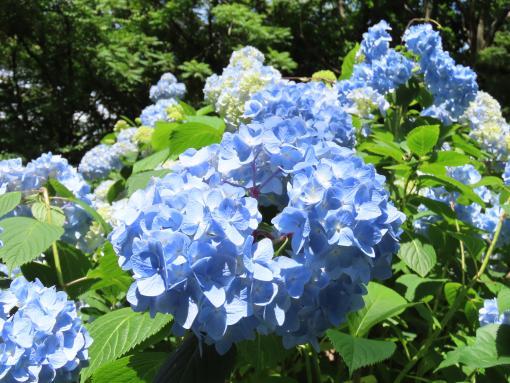 【定林寺】アジサイ祭り-2