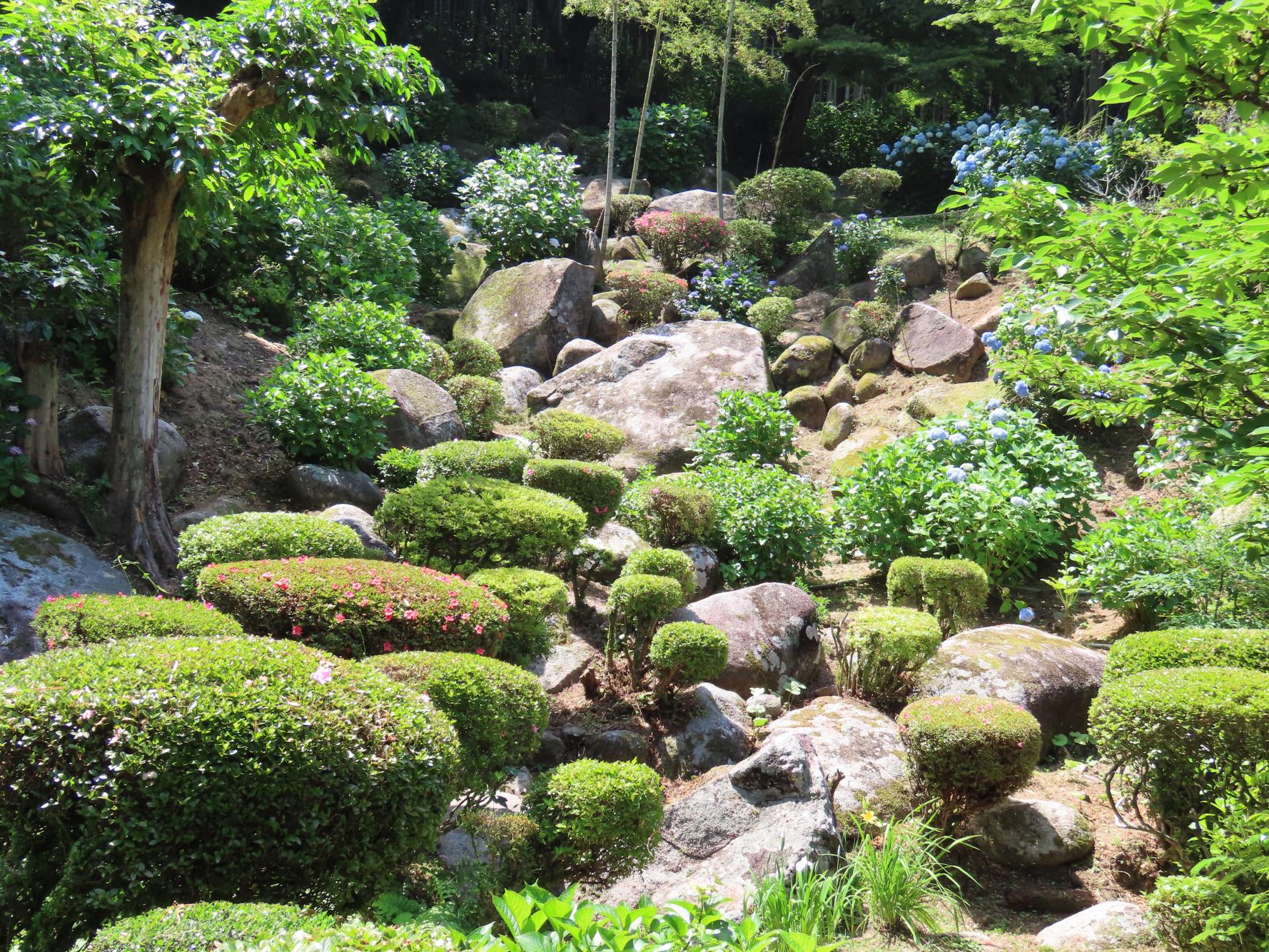 定林寺 アジサイ祭り