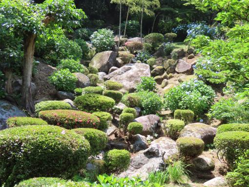 【定林寺】アジサイ祭り-0