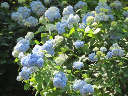 【定林寺】アジサイ祭り-1