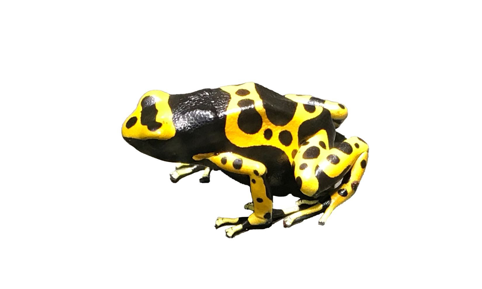 夏の特別展　めざせ!!シン「ヤバイ生き物」博士!!-2