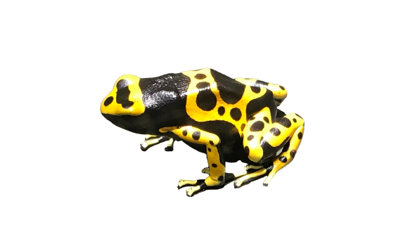 夏の特別展　めざせ!!シン「ヤバイ生き物」博士!!-2