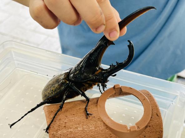 【北九州市立響灘緑地グリーンパーク】昆虫好き集まれ！世界のカブクワ大集合!!-0
