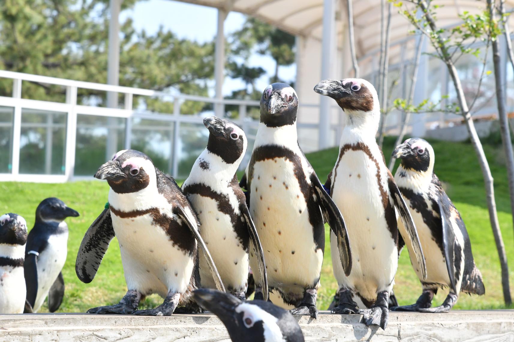 【マリンワールド海の中道】PINGU™ʼs SMILEPARTY in MARINEWORLD uminonakamichi-1