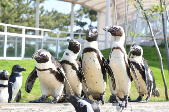 【マリンワールド海の中道】PINGU™ʼs SMILEPARTY in MARINEWORLD uminonakamichi-1