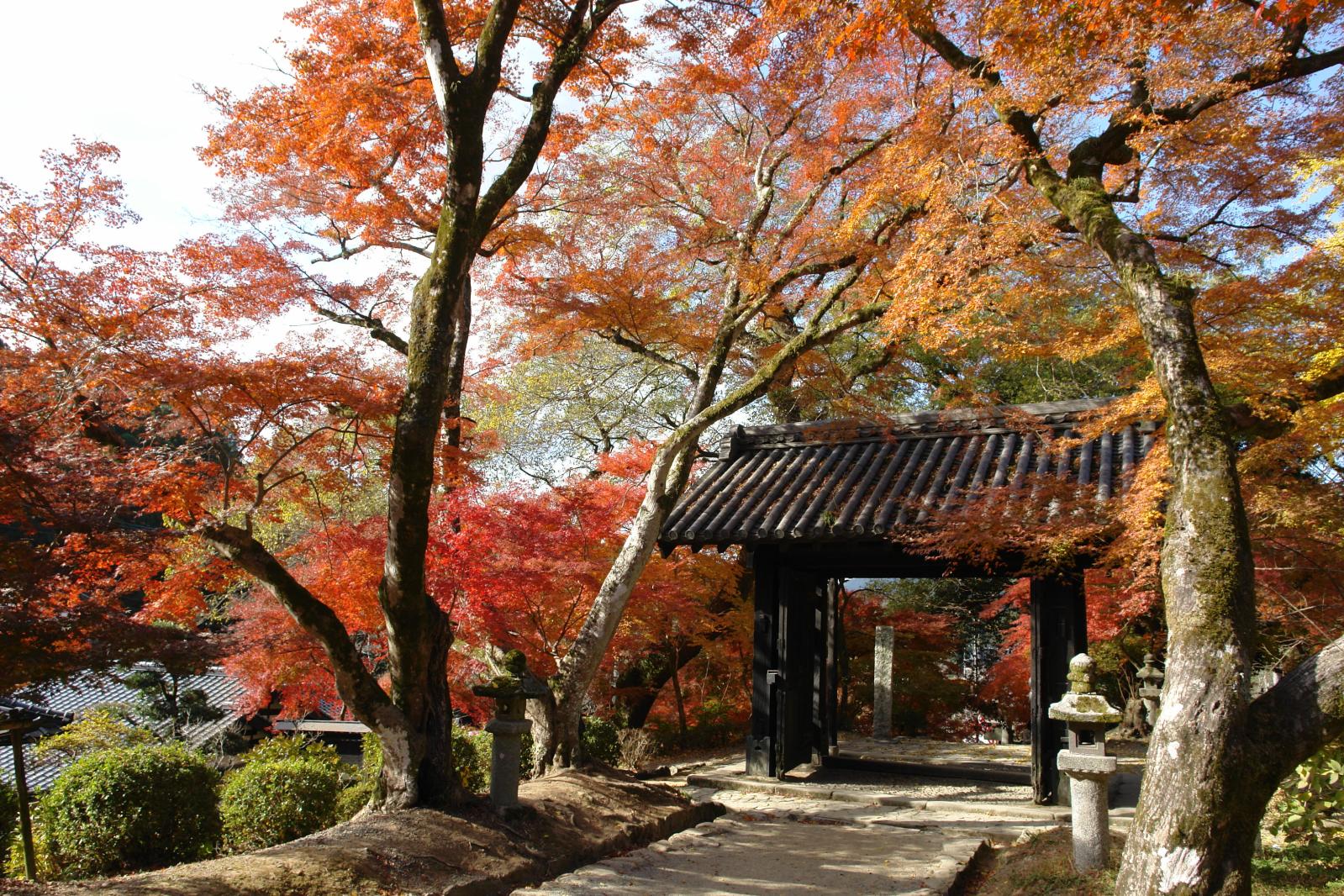 秋月城跡「黒門」の紅葉-0