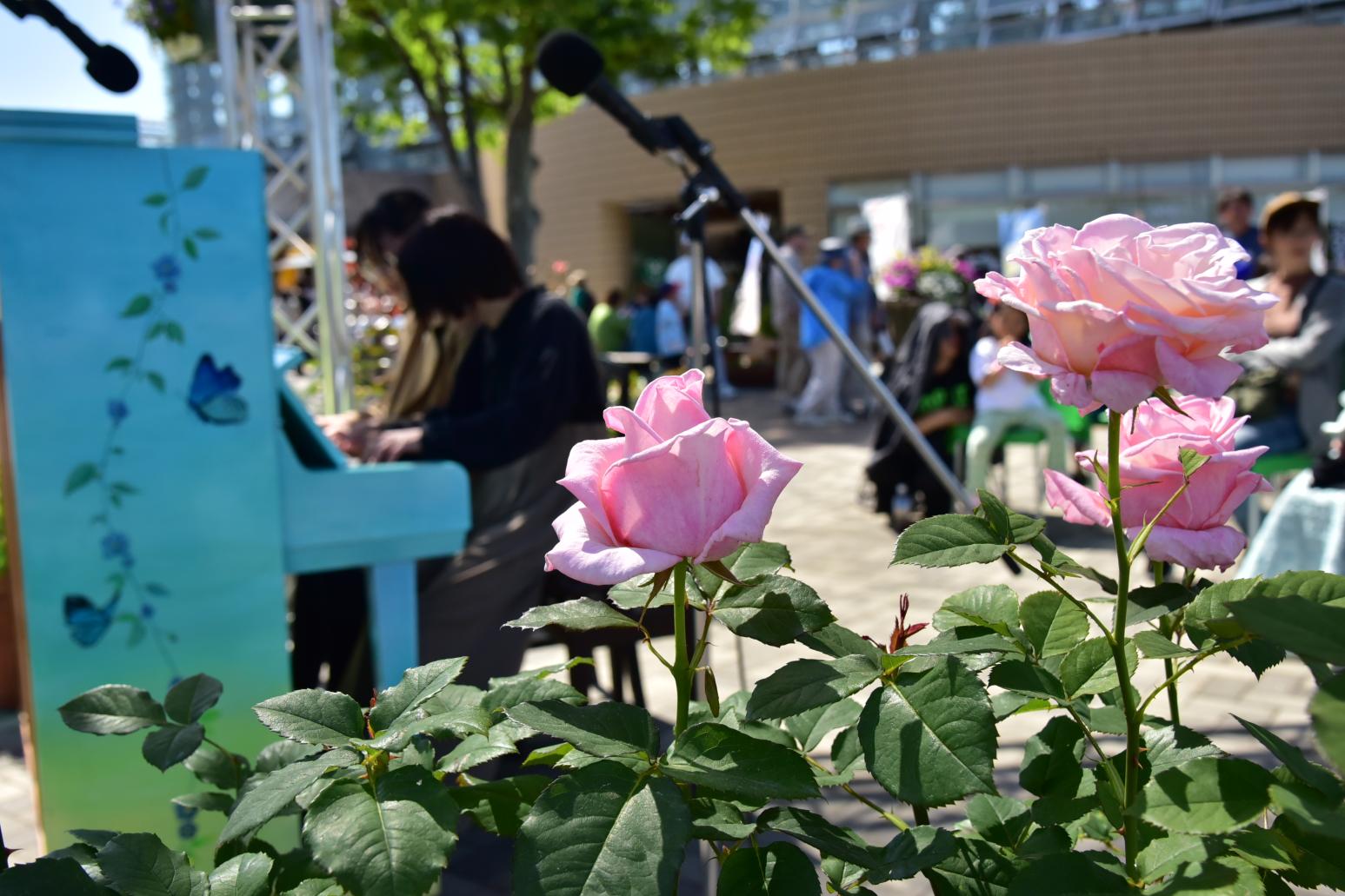 【北九州市立響灘緑地グリーンパーク】秋のバラフェア2026 ストリートピアノライブ-0