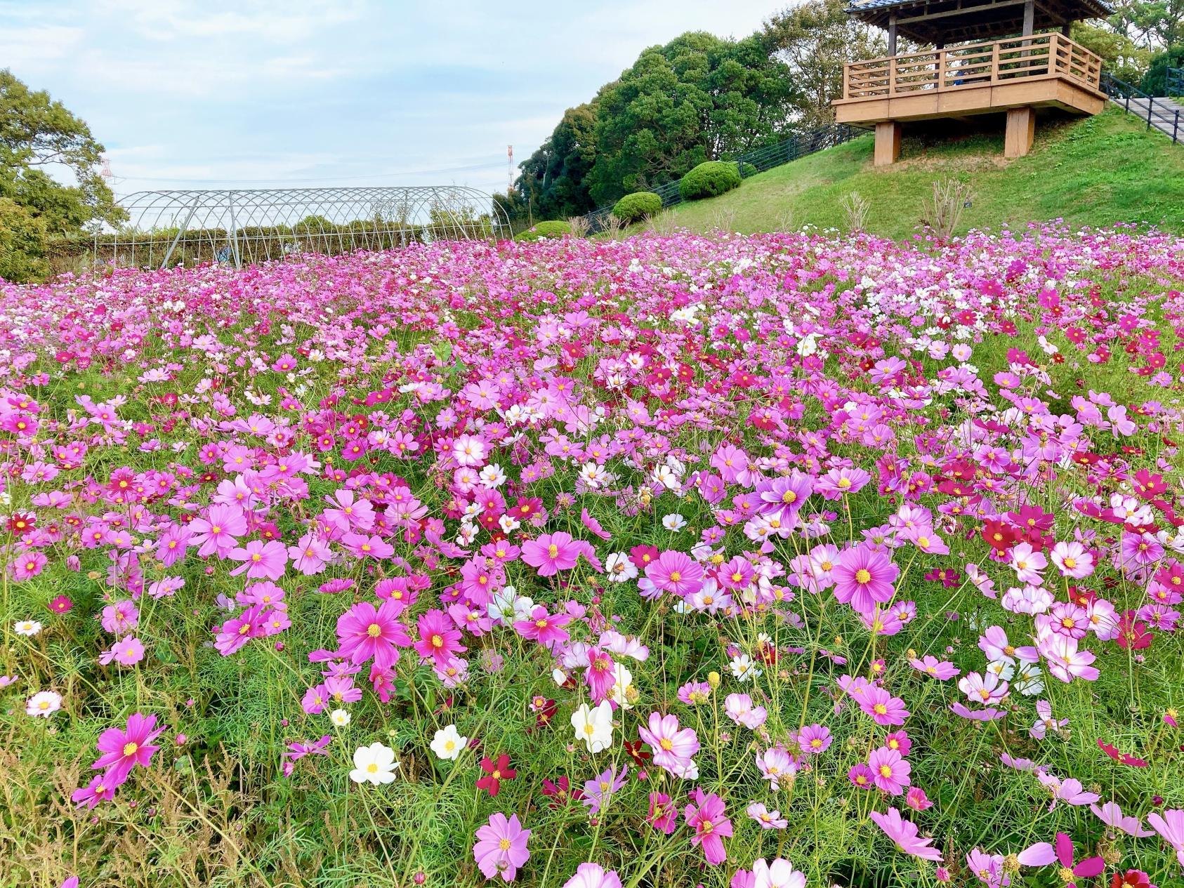 【花農丘公園・北九州市立総合農事センター】GREEN FESTA！-1