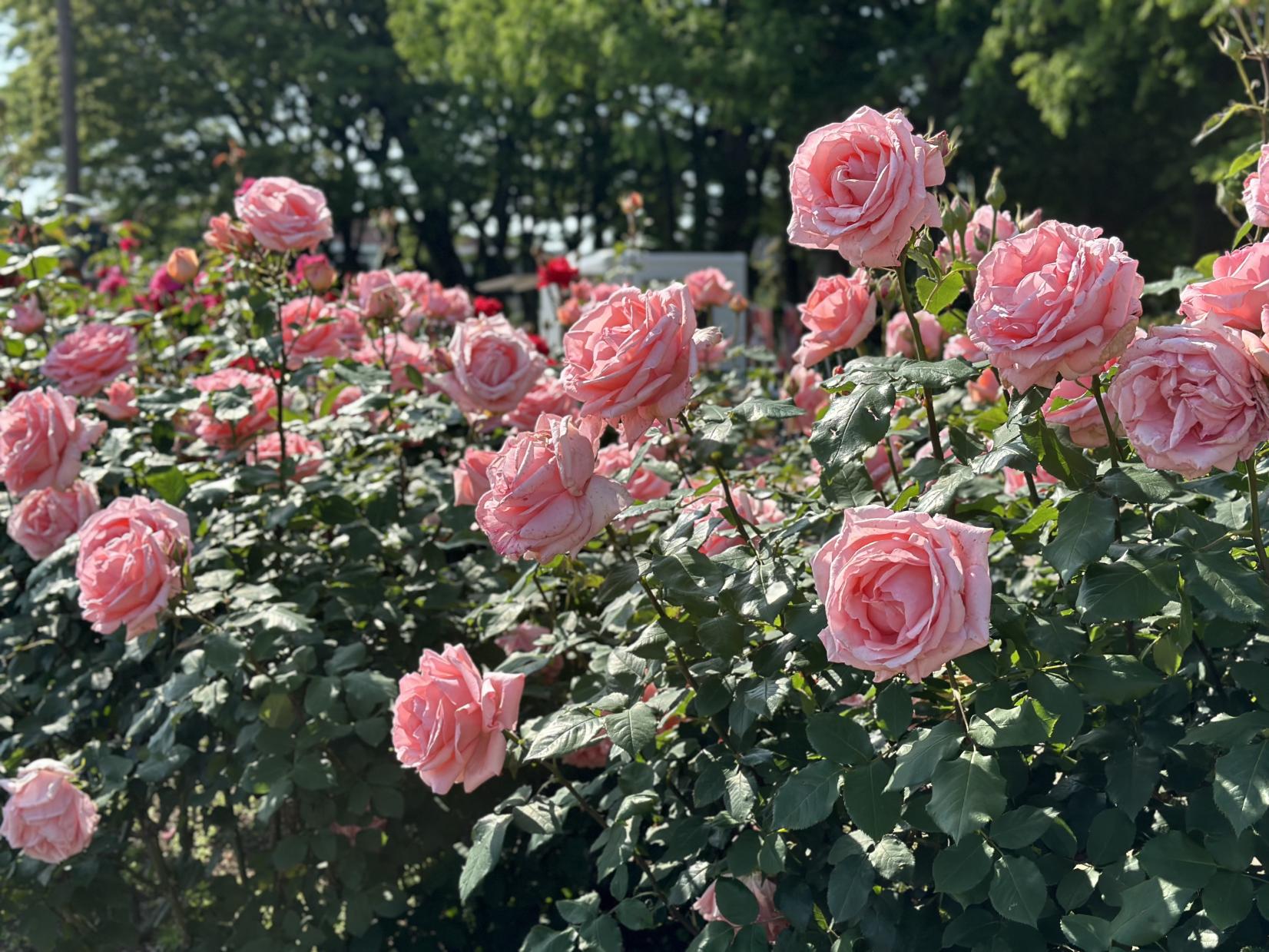 【花農丘公園・北九州市立総合農事センター】GREEN FESTA！-2