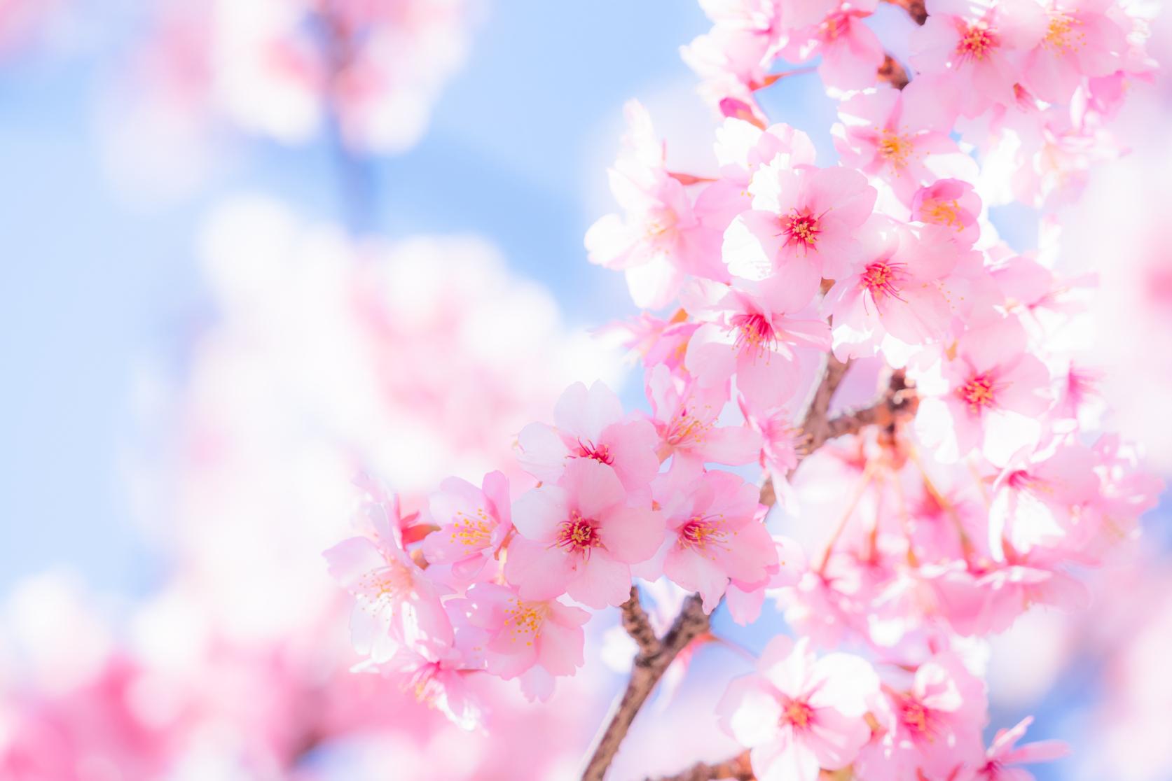 桜お花見情報