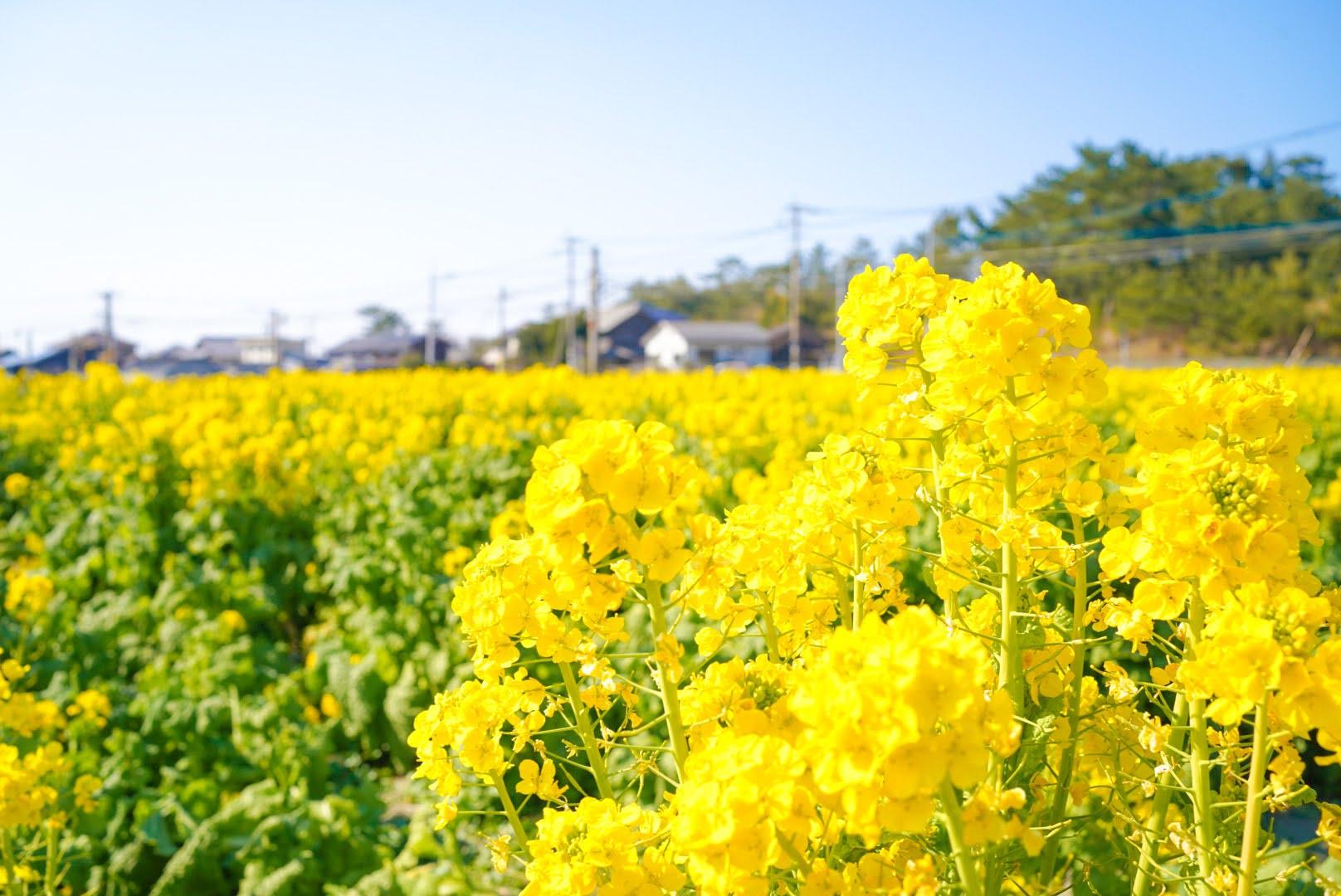 菜の花スポット-1