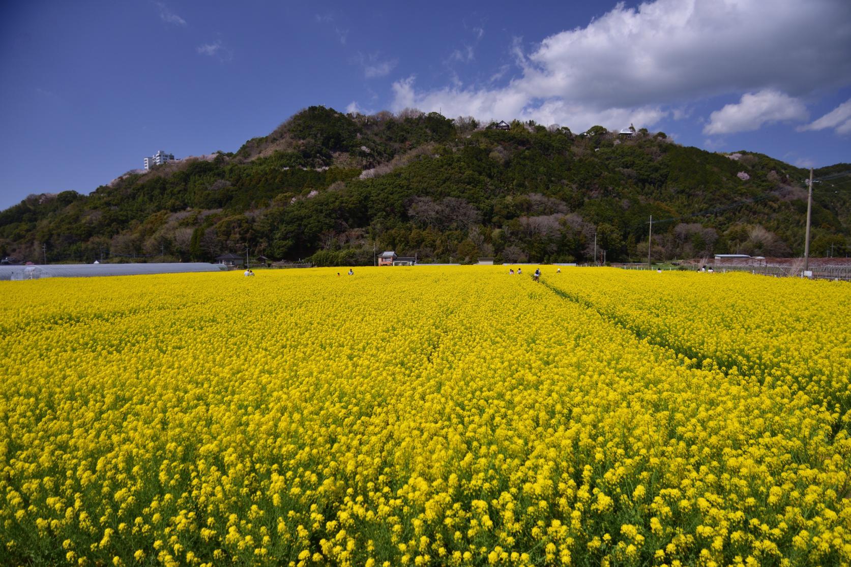 菜の花スポット | 旅のテーマで探す | 【公式】福岡県の観光/旅行情報