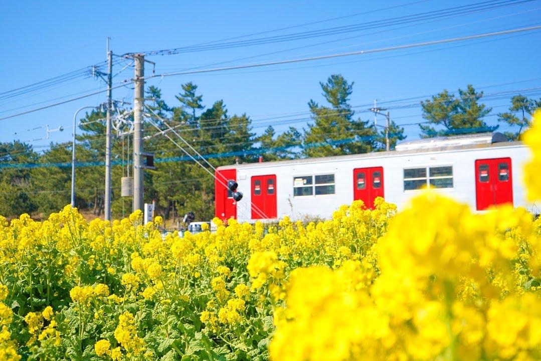 菜の花スポット