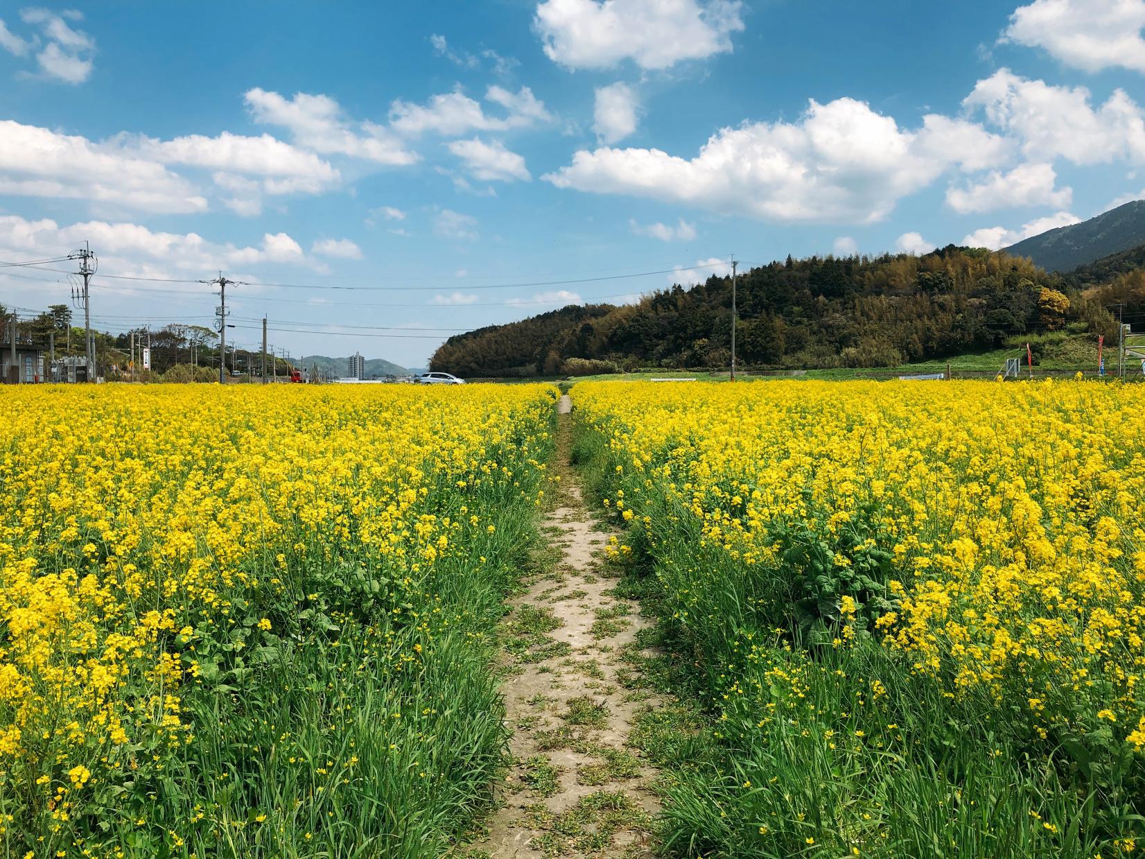 유채꽃 명소-2