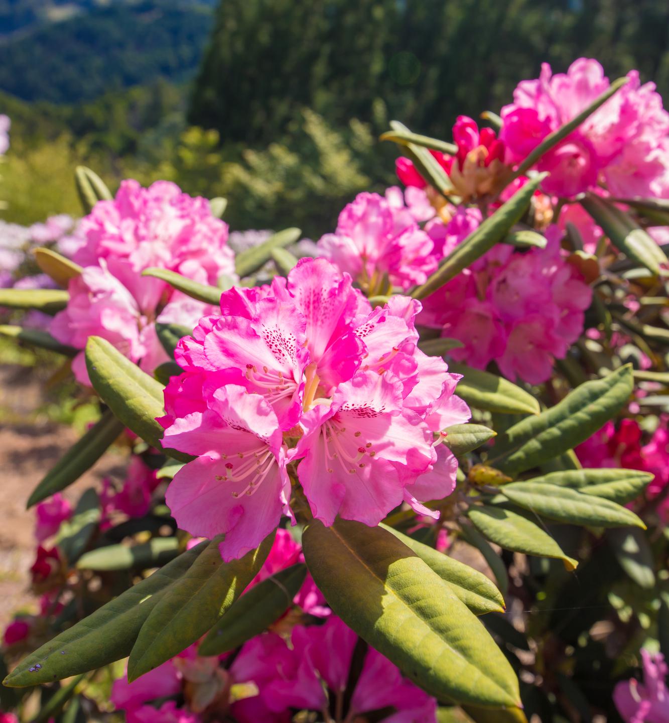 シャクナゲの名所-1