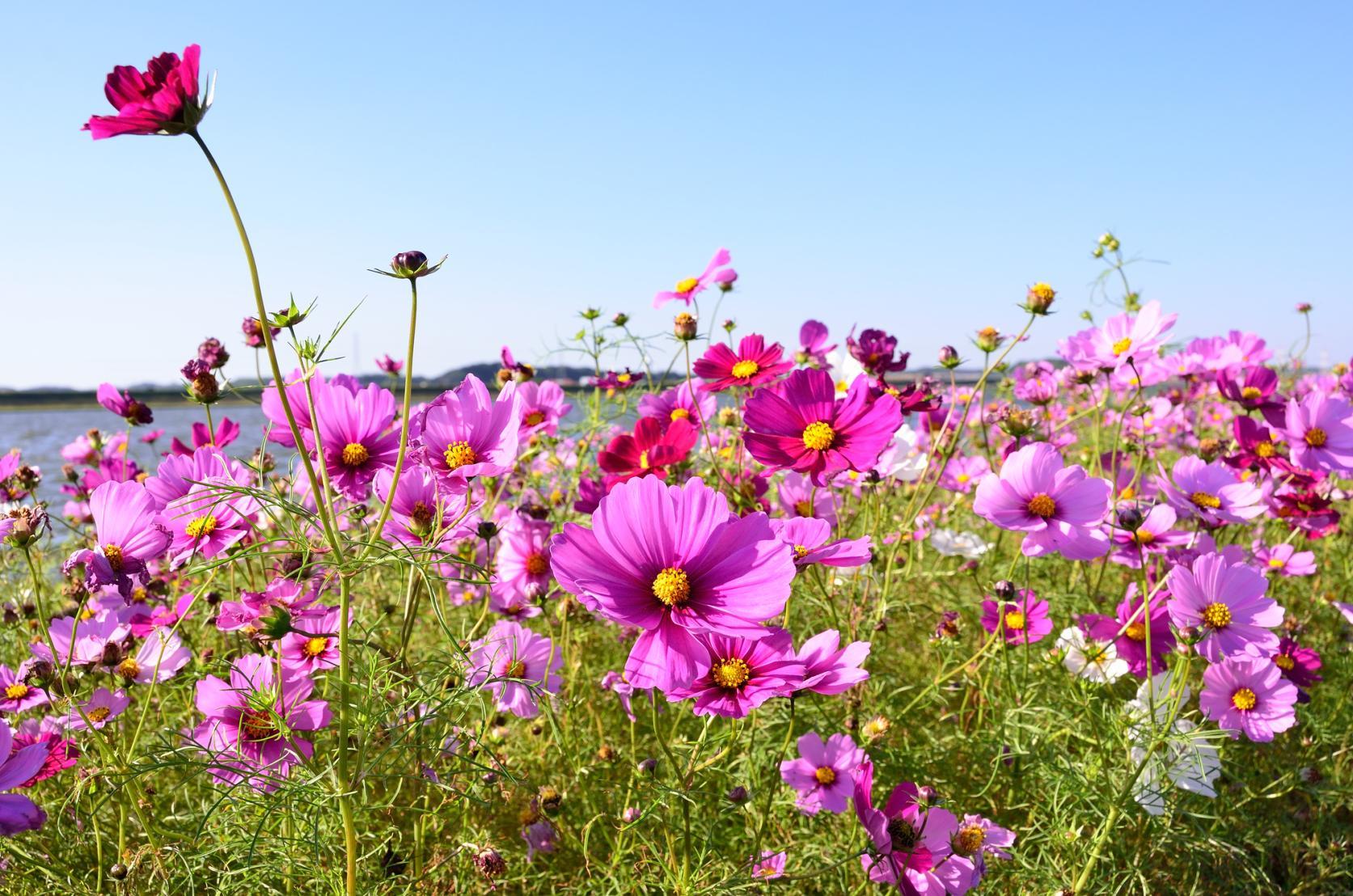 紅葉と秋のお花見