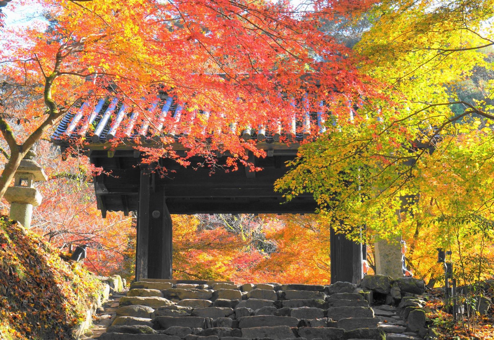 紅葉と秋のお花見-2