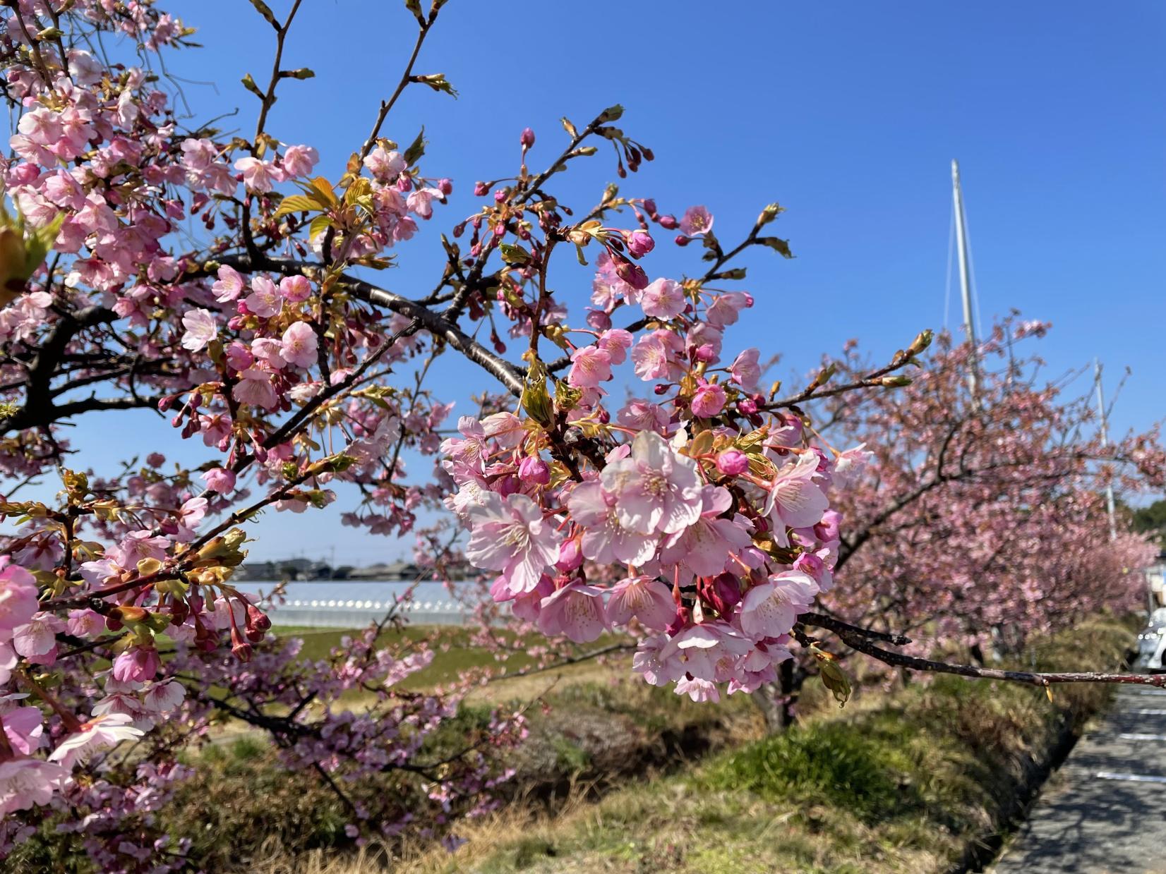 川津桜 河津桜スポット | 旅のテーマで探す | 【公式】福岡県の観光/旅行情報サイト「クロスロードふくおか」
