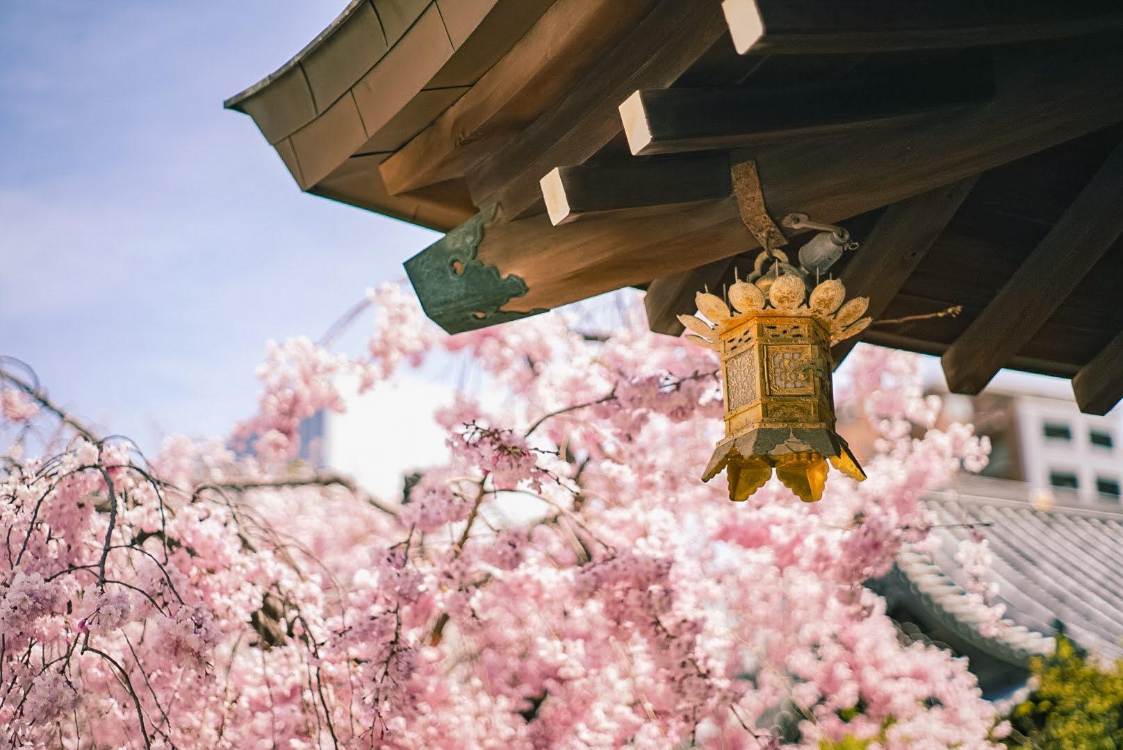 河津桜スポット