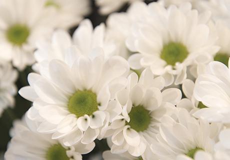 電照菊・露地菊