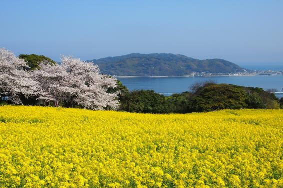 能古島海島公園 3月(油菜花&櫻花)